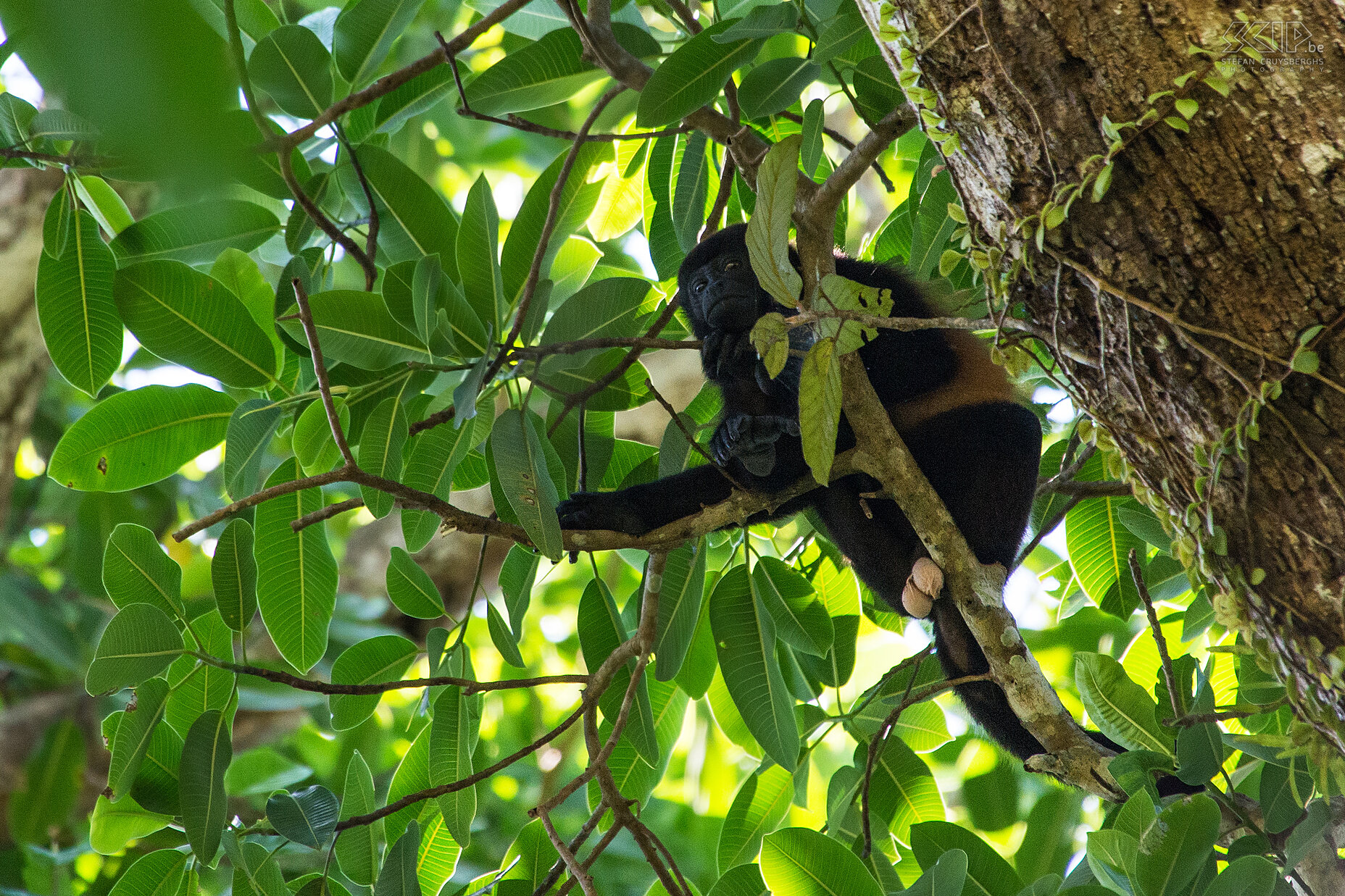 Corcovado - Mantled howler monkey The mantled howler (alouatta palliata), or golden-mantled howling monkey is one of the largest Central American monkeys, and males can weigh up to 9.8 kg. They live in wooded areas such as mangroves and rainforests. These monkeys spends the majority of each day resting and sleeping. Males have an enlarged hyoid bone near the vocal cords and this is used to amplify the howler's calls, allowing it to locate other males without expending much energy. Stefan Cruysberghs